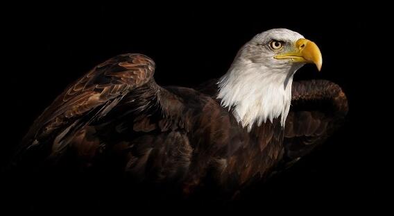 看完侧脸再看正脸人与鸟之间难道就没有诚信吗